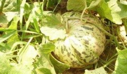 网络大瓜 吃料,揭秘娱乐圈幕后真相，吃料狂欢来袭！